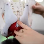 تمرینات ملایم برای درمان خانگی درد دنبالچه