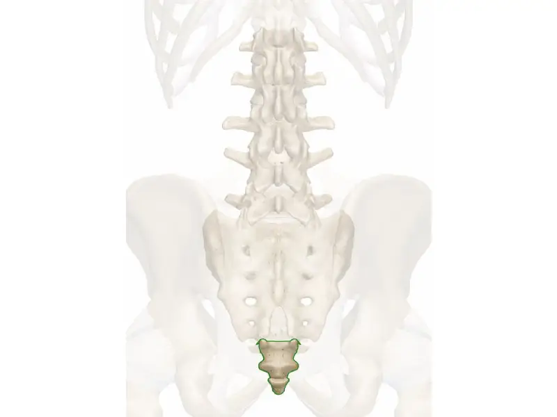 درمان درد دنبالچه با استفاده بلوک عصبی